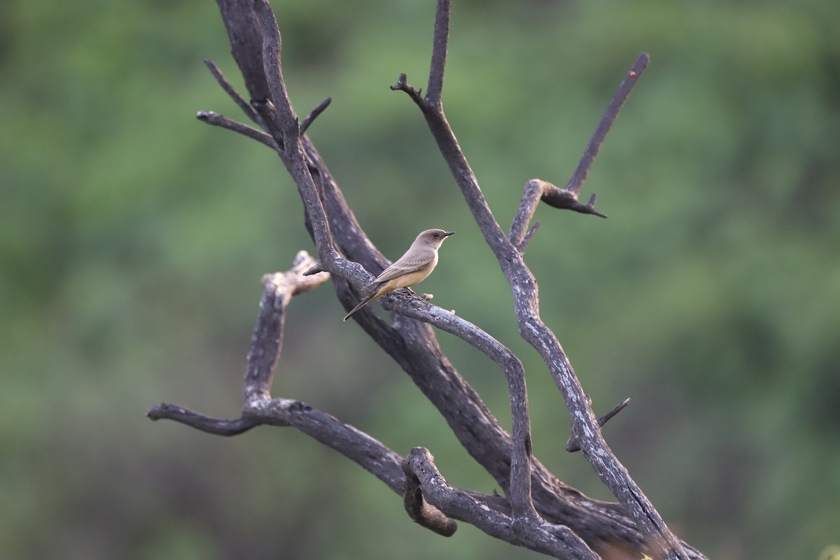 Рыжебрюхий фиби - ML647861929