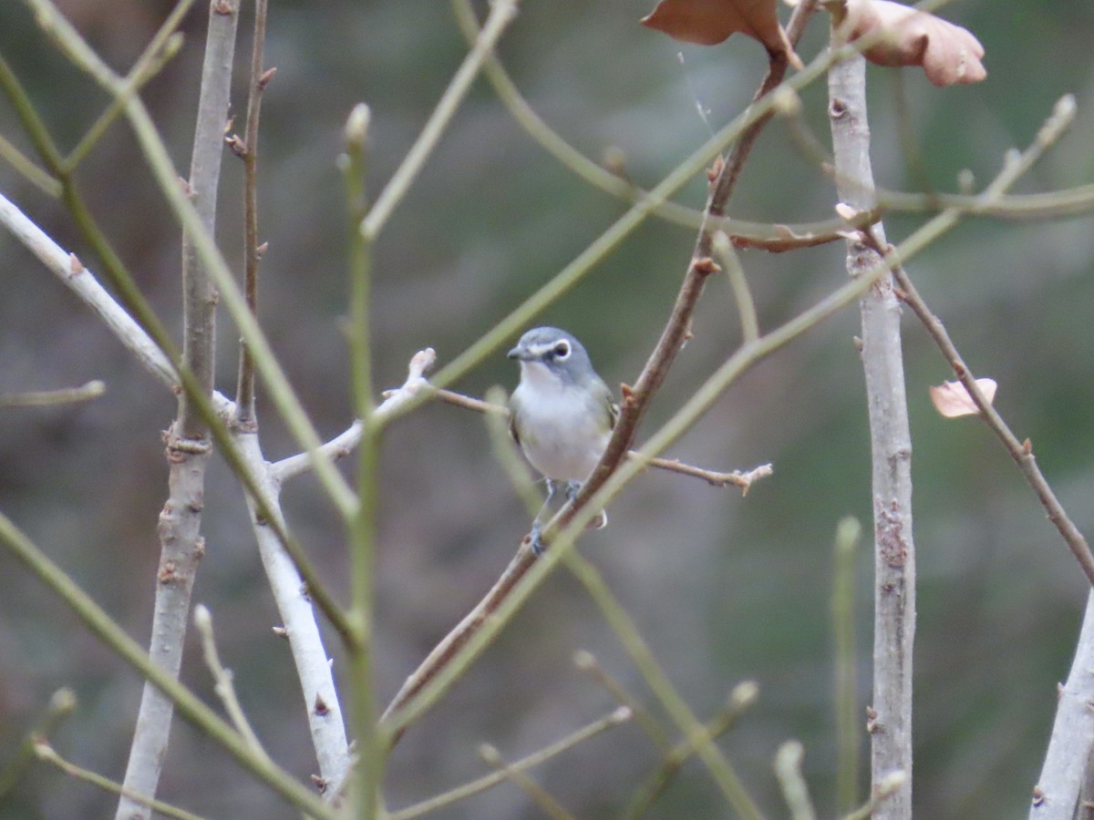 Сероголовый виреон - ML647861930