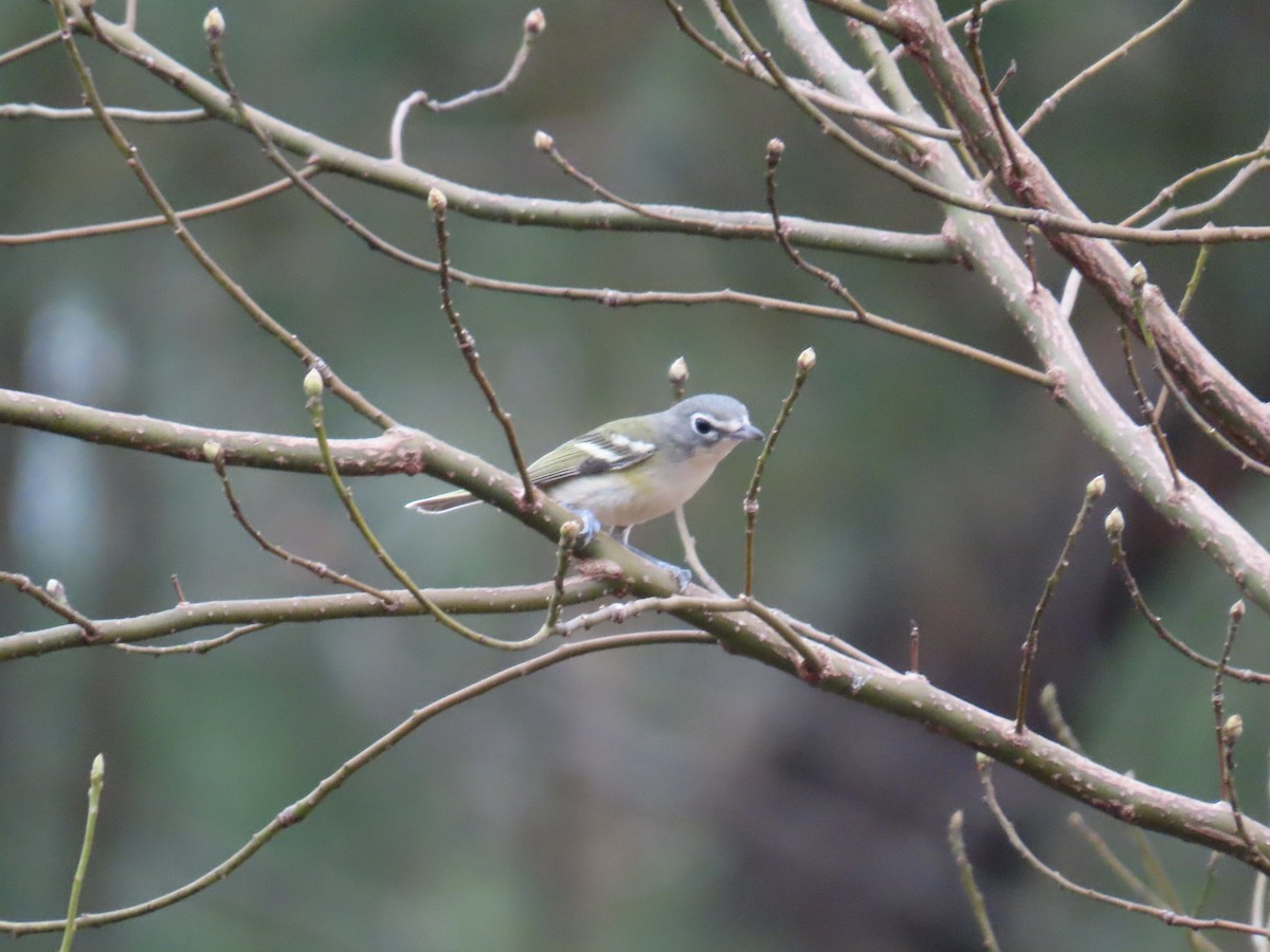 Сероголовый виреон - ML647861931