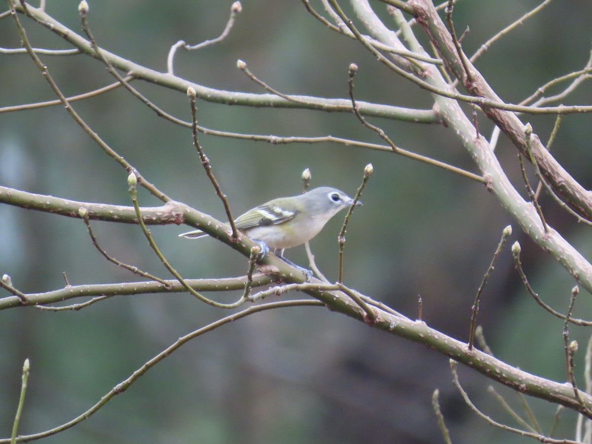 Сероголовый виреон - ML647861932