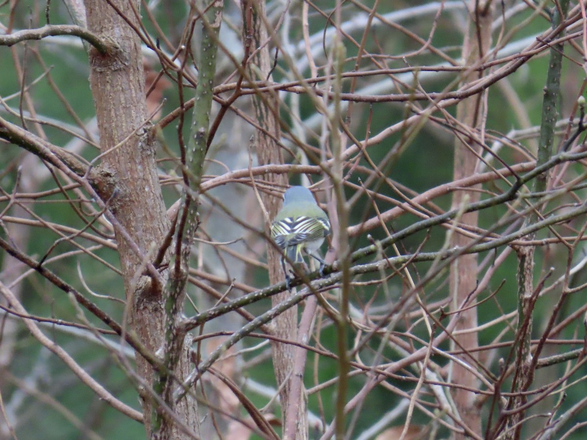 Сероголовый виреон - ML647861933