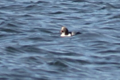 Морянка - ML647861938