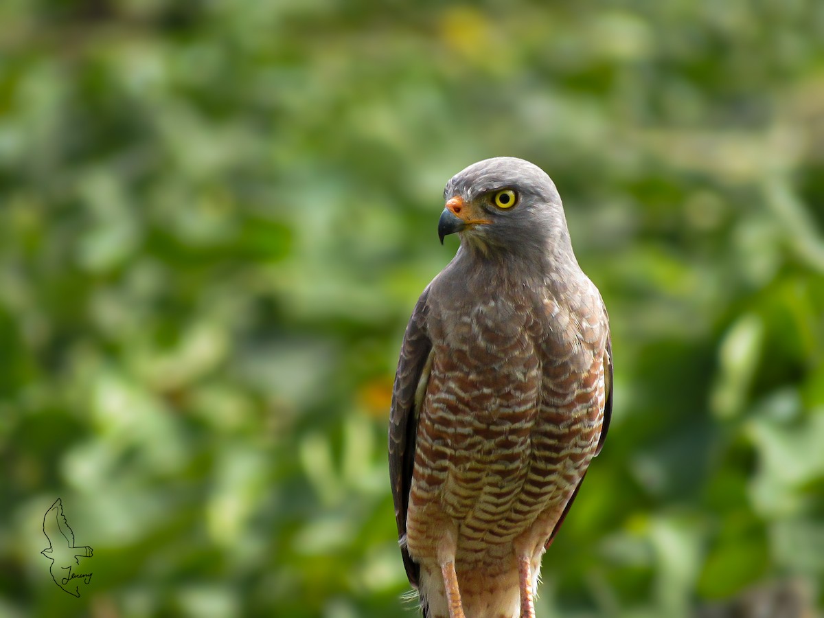 Yol Şahini - ML647861952