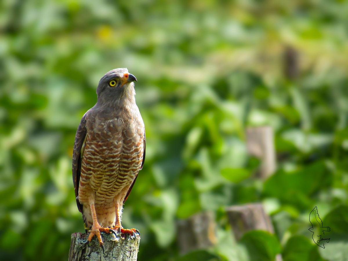 Yol Şahini - ML647861953