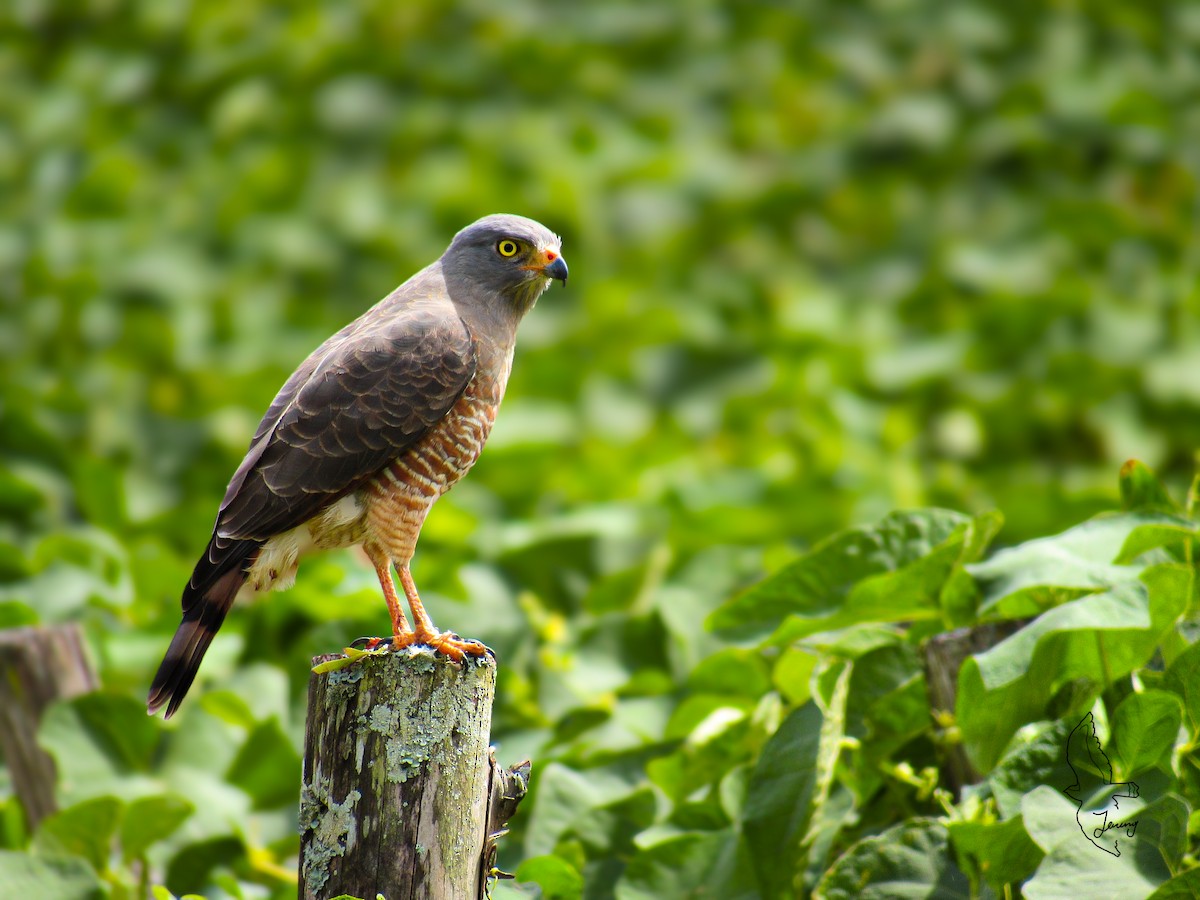 Yol Şahini - ML647861954