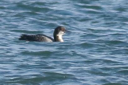 Pacific Loon - ML647861964
