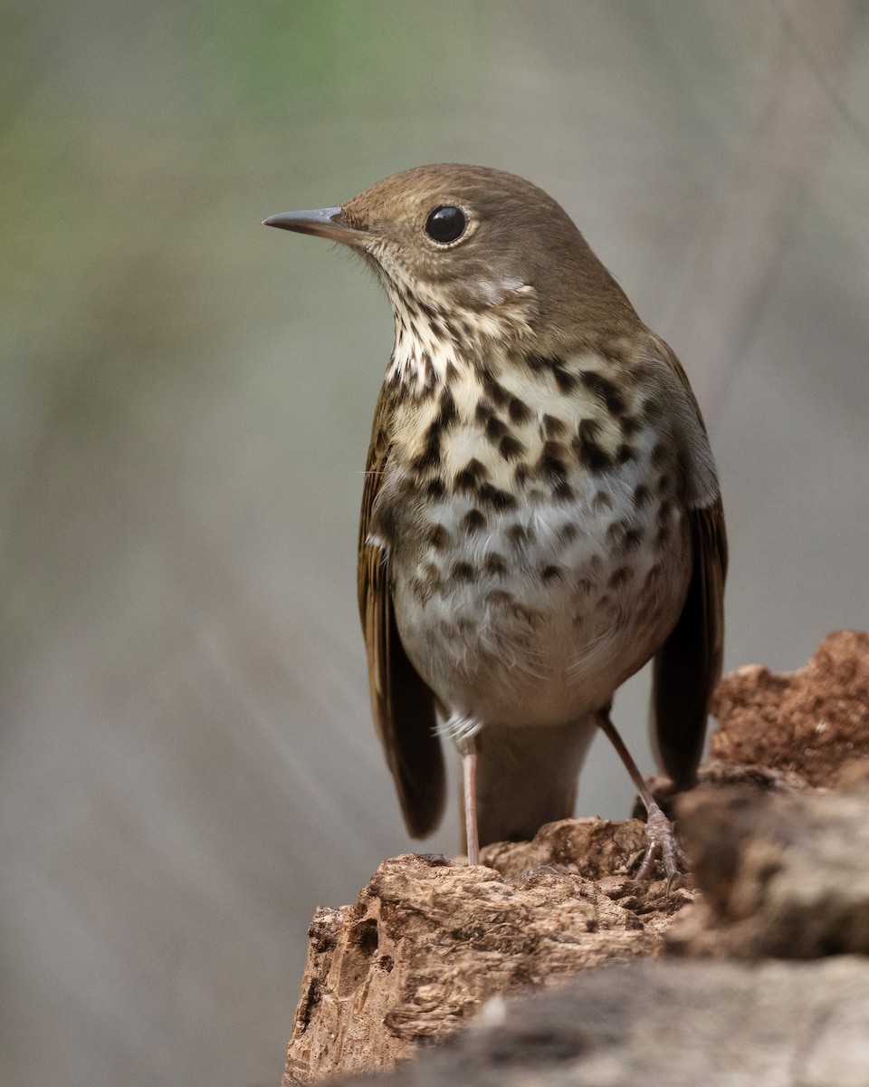 Einsiedler-Musendrossel - ML647861966