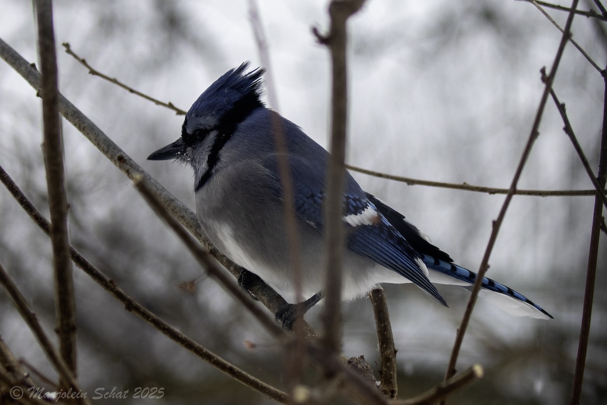 Blue Jay - ML647861983