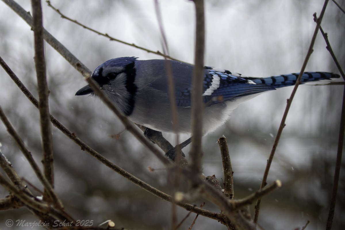 Blue Jay - ML647861984