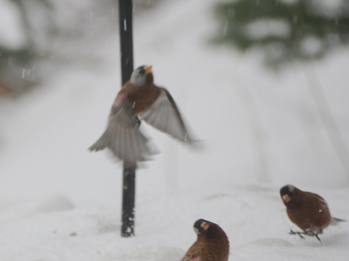 Gray-crowned Rosy-Finch (Hepburn's) - ML647861993