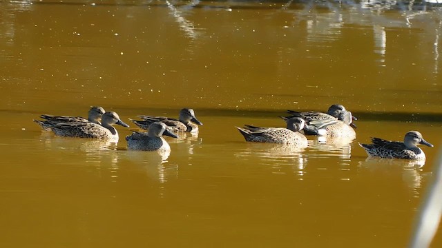 Чирянка блакитнокрила - ML647861995