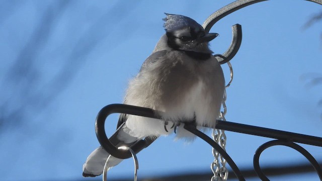 Сизойка блакитна - ML647862082