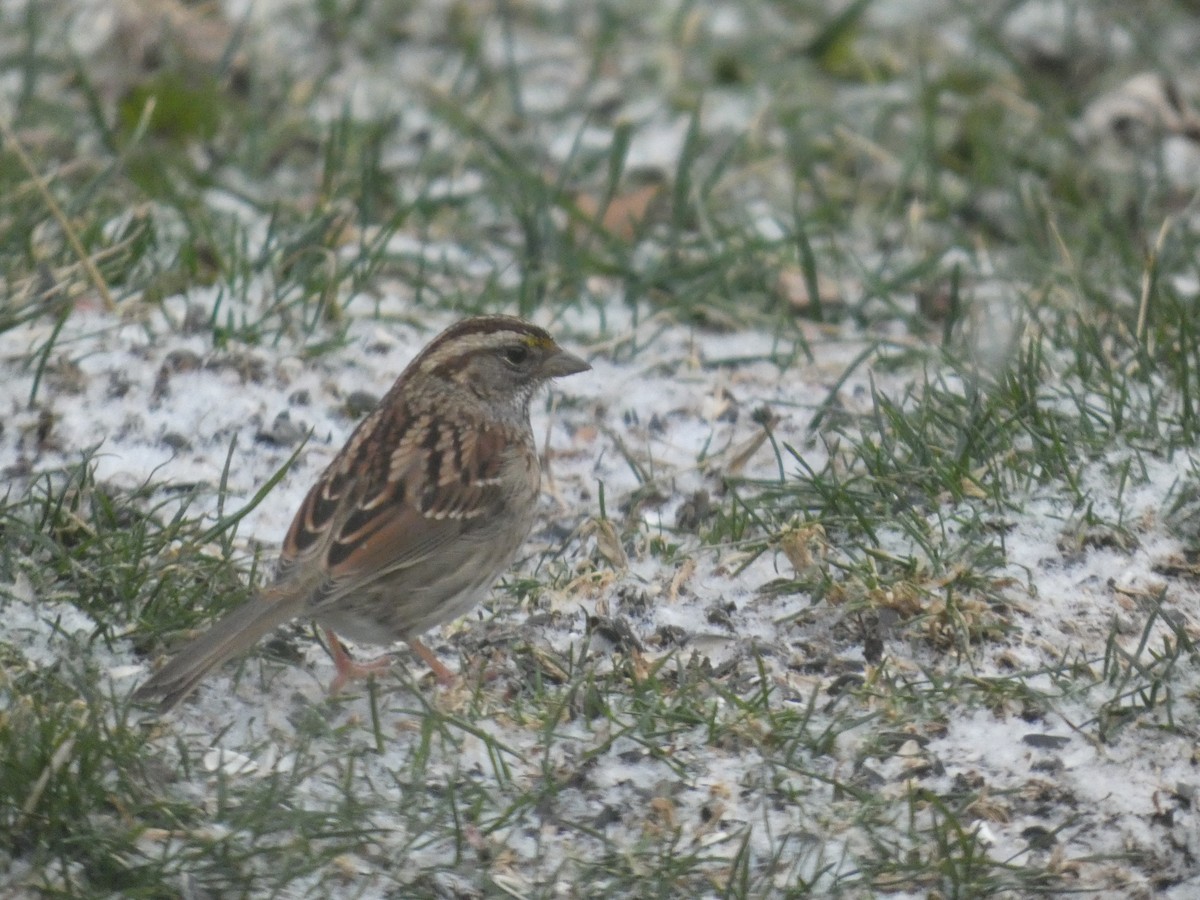 White-throated Sparrow - ML647862124
