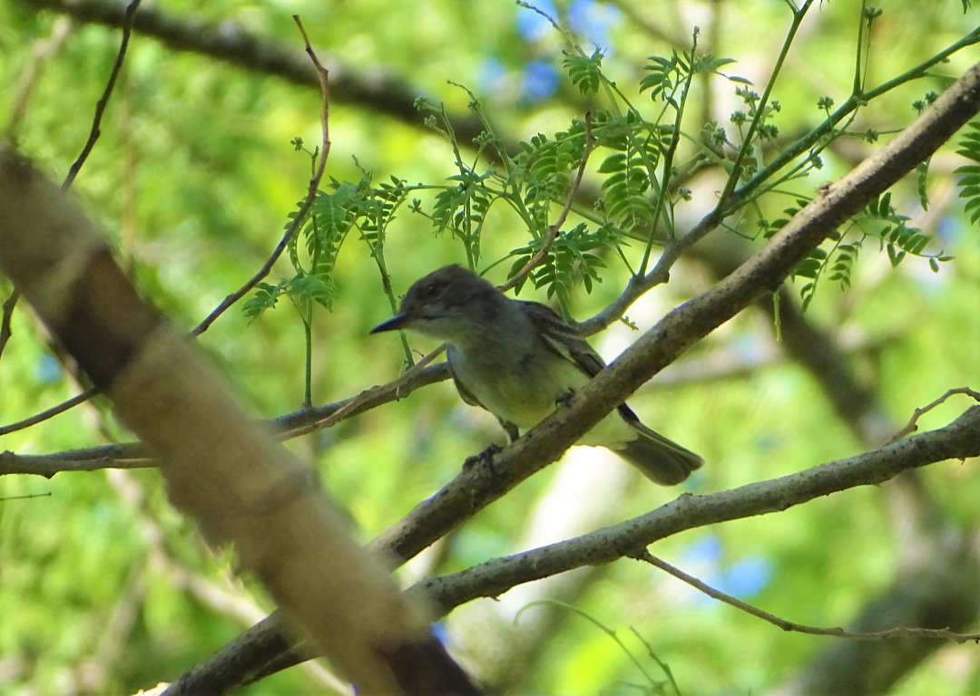 Swainson's Flycatcher - ML647862130