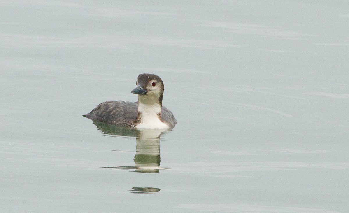 Aliota handia - ML647862131