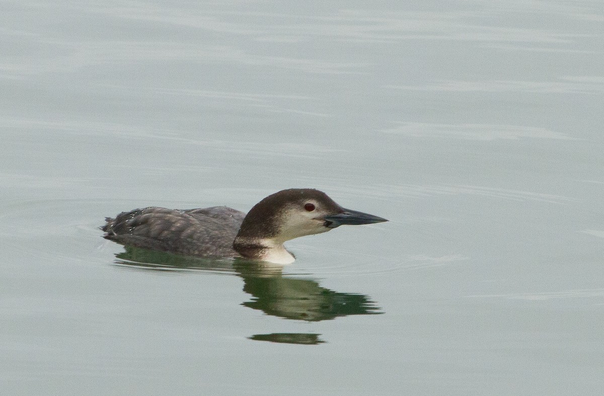 Aliota handia - ML647862132