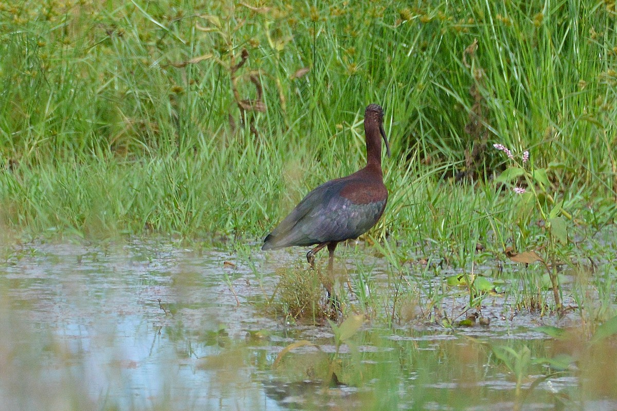 Beltzaran arrunta - ML647862133