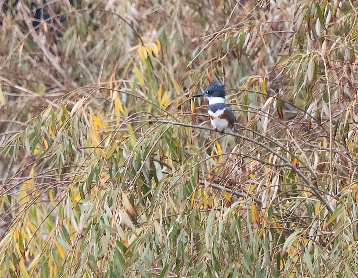 Martin handi iparramerikarra - ML647862135