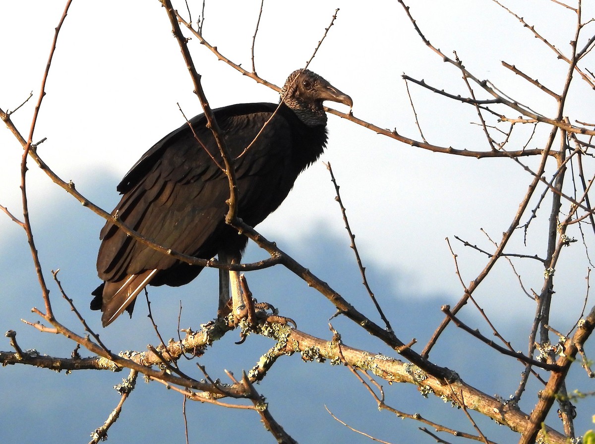 Zopilote beltza - ML647862136