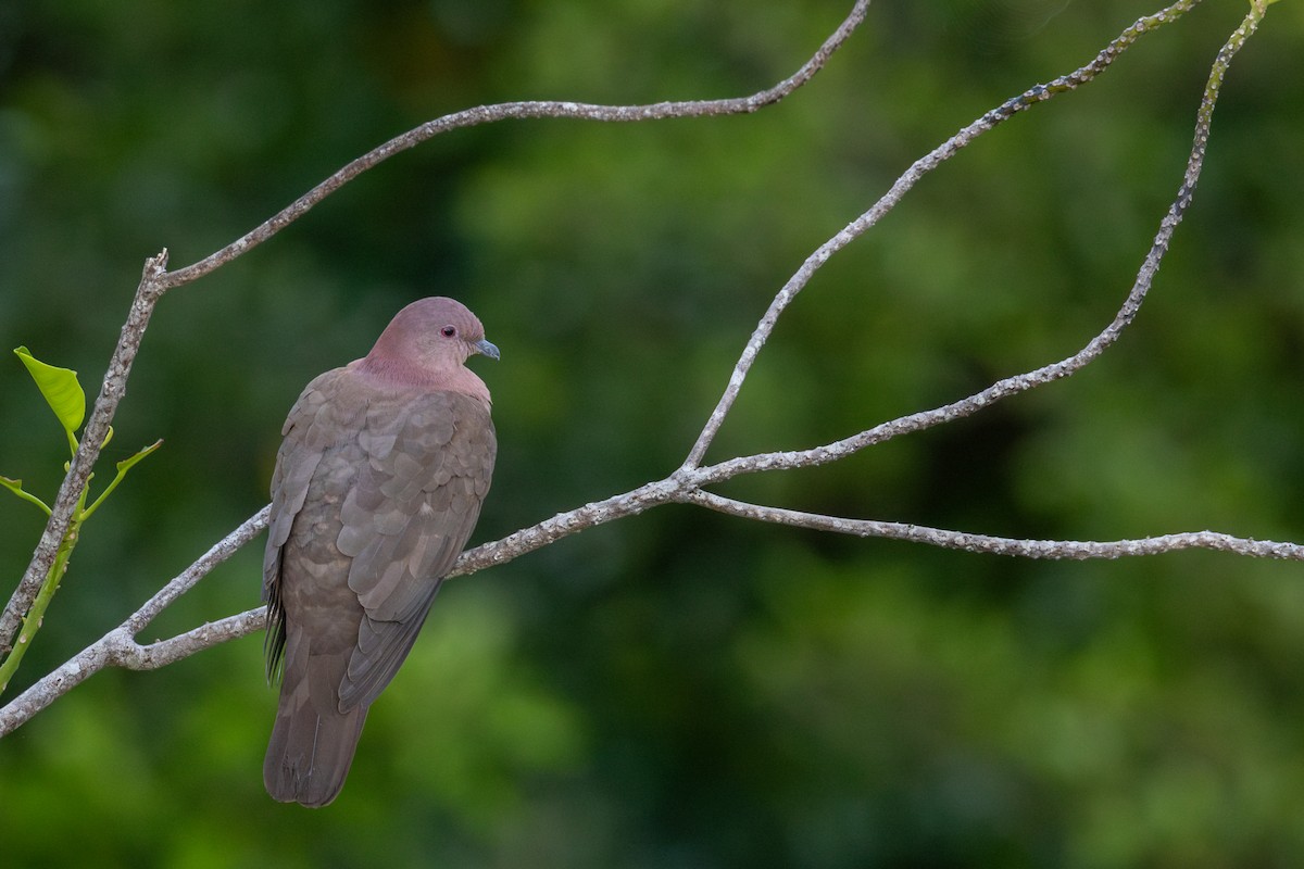 Short-billed Pigeon - ML647862137