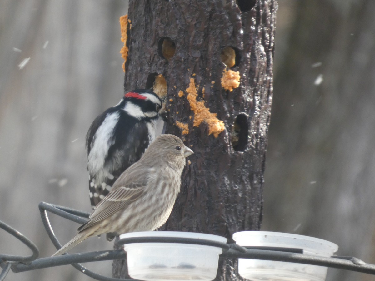 Burugorri arrunta - ML647862138