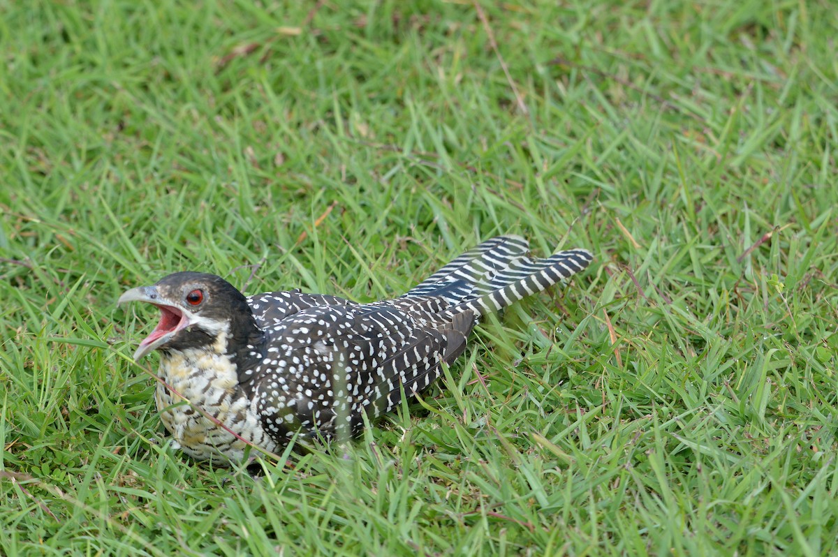 Pacific Koel - ML647862139