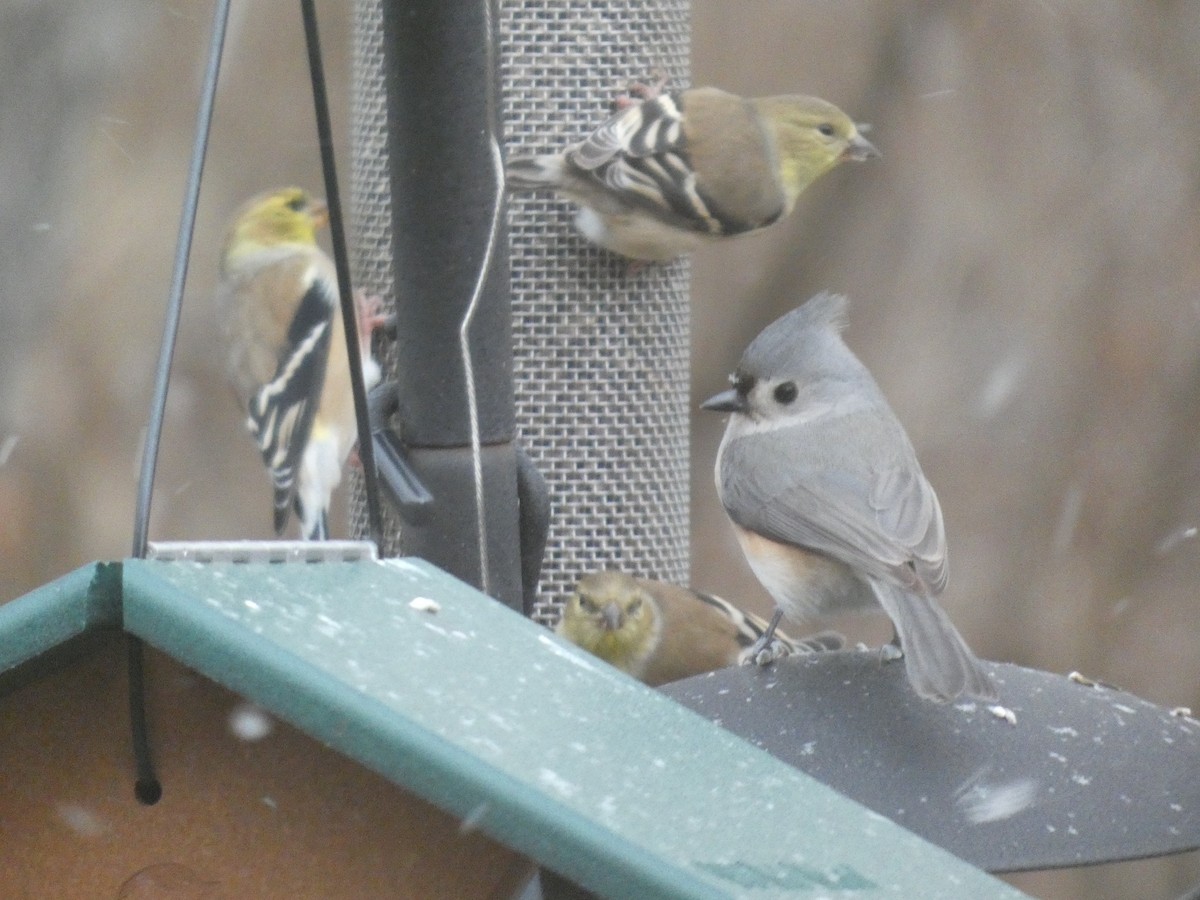 Tufted Titmouse - ML647862142