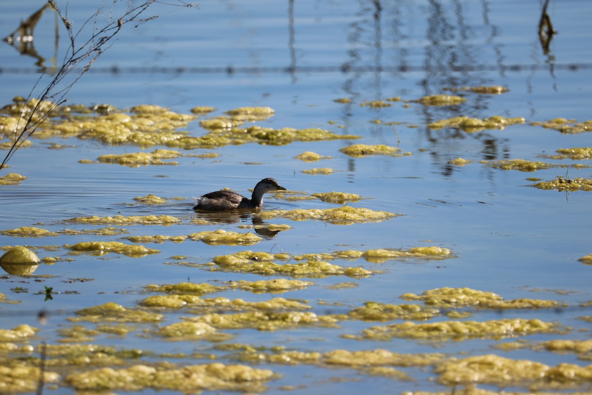 Txilinporta burugrisa - ML647862143