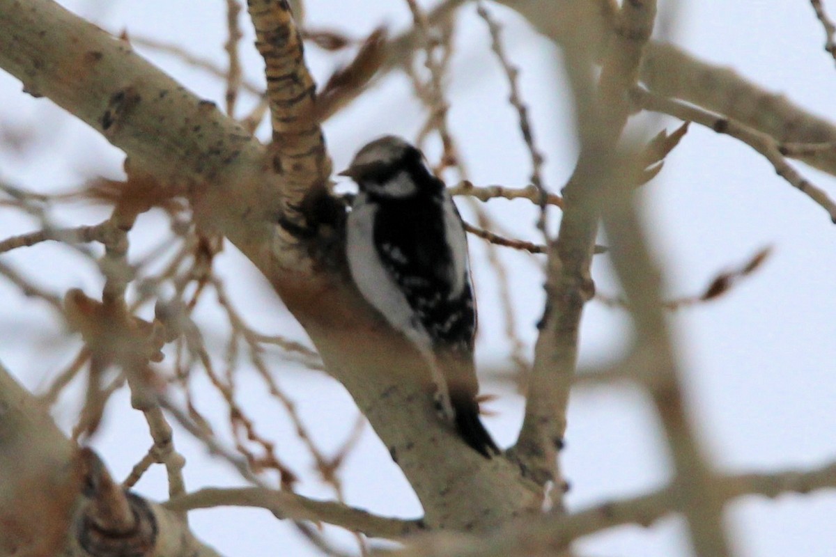 Downy Woodpecker - ML647862145