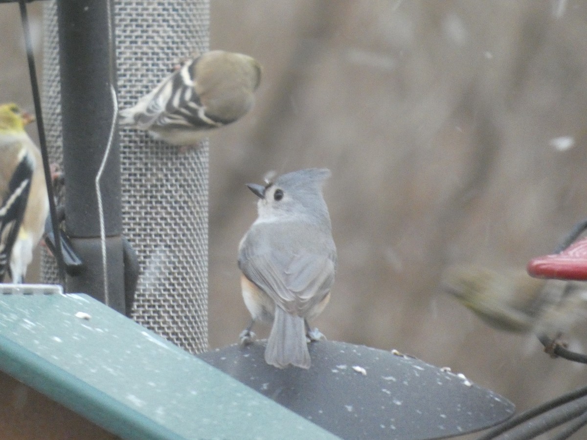 Tufted Titmouse - ML647862146