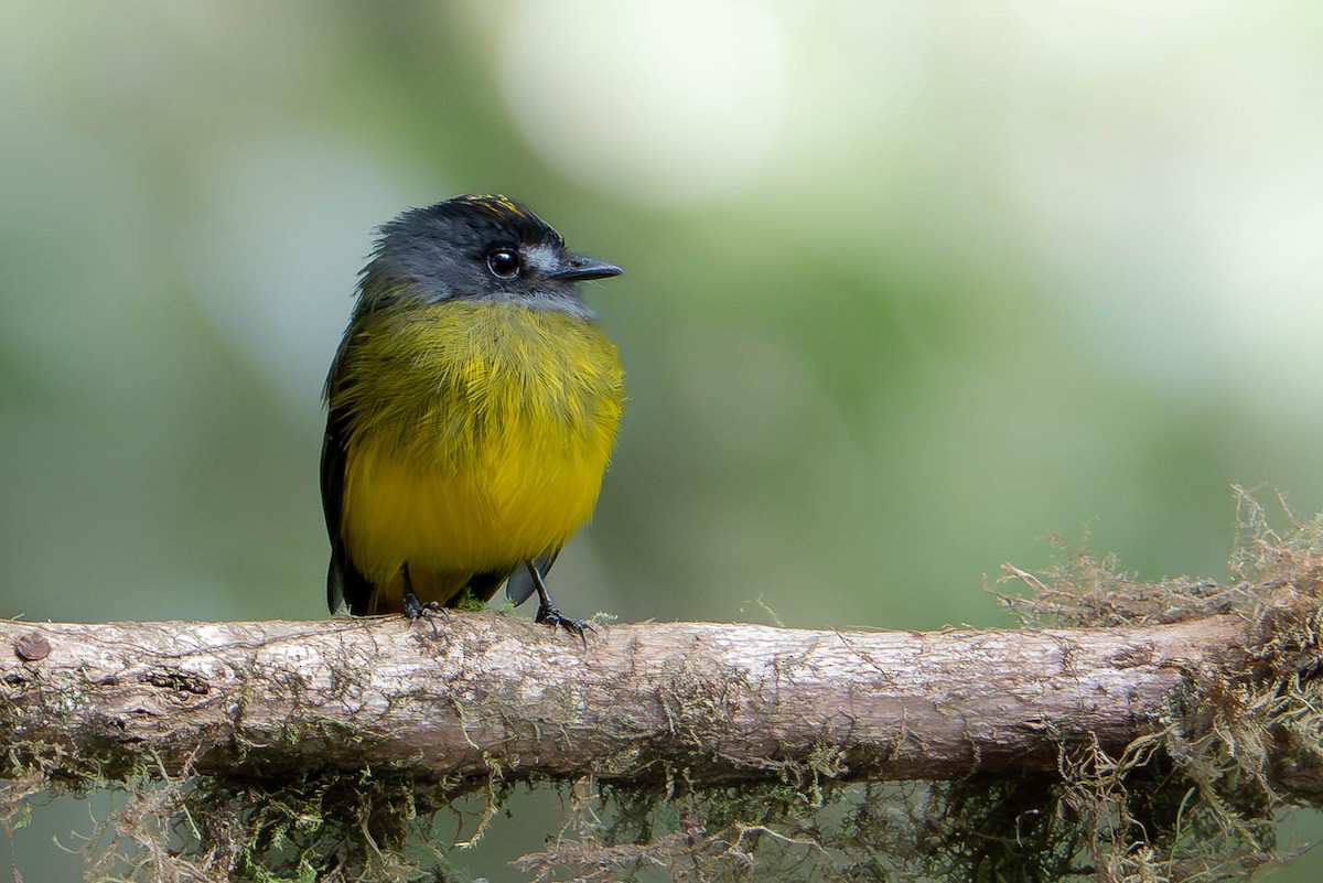 Ornate Flycatcher - ML647862147