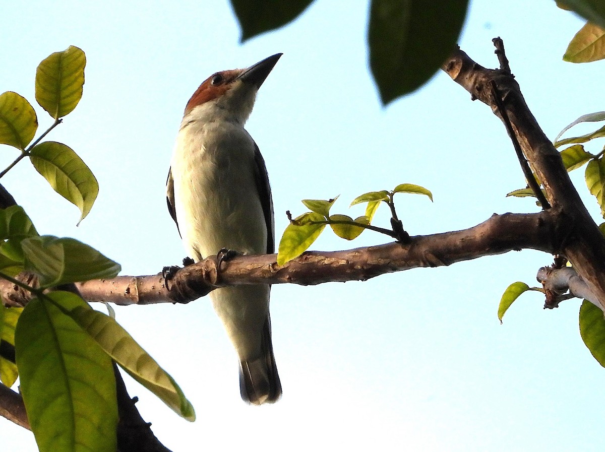 Black-crowned Tityra - ML647862150