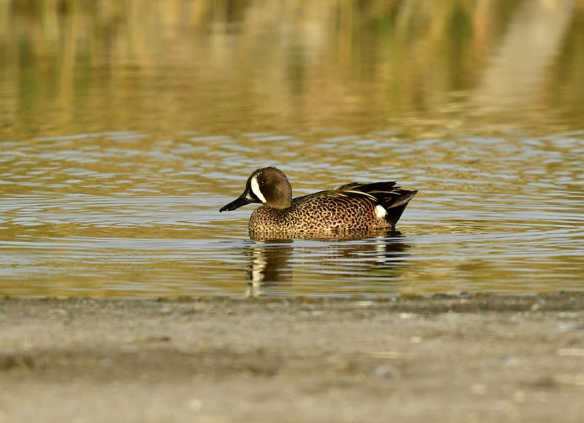 Zertzeta hegalurdina - ML647862153