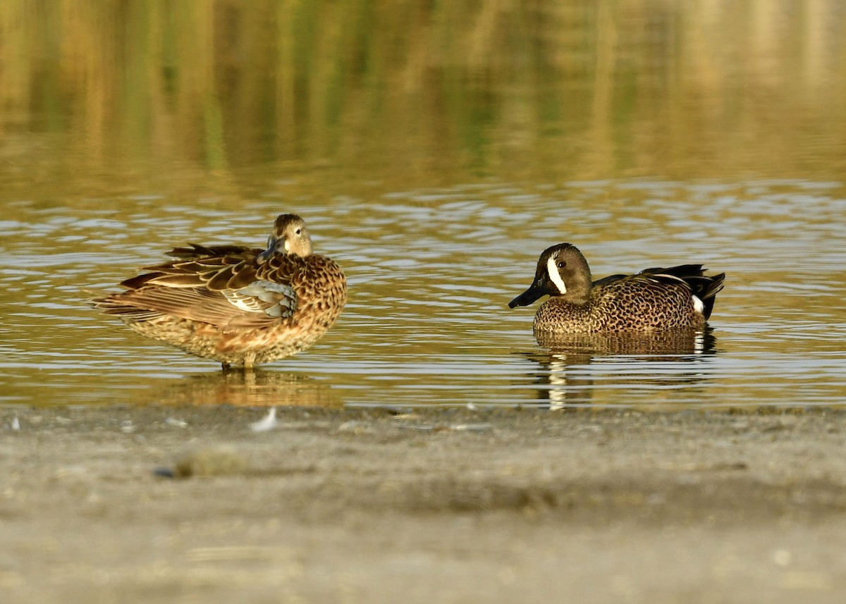 Zertzeta hegalurdina - ML647862162