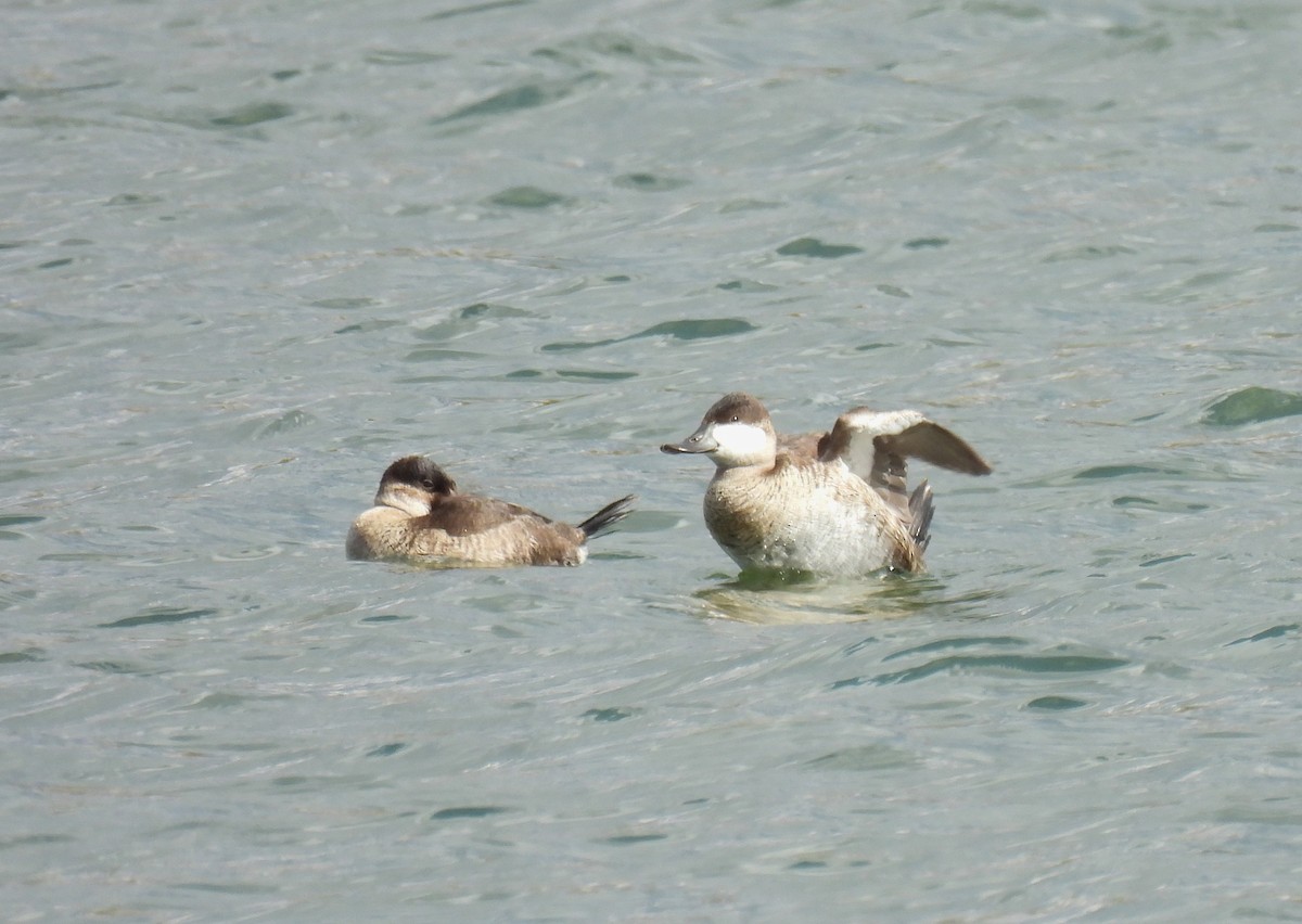 Ahate herdoiltsua - ML647862163