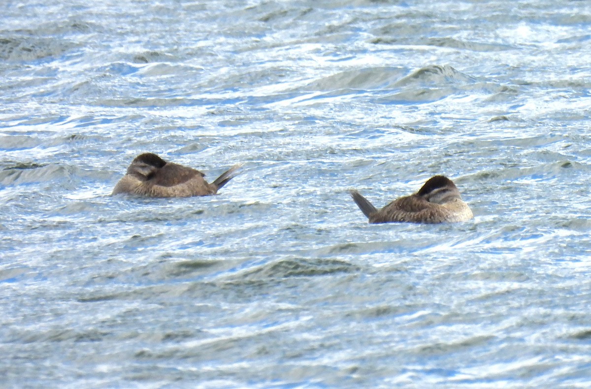 Ahate herdoiltsua - ML647862164