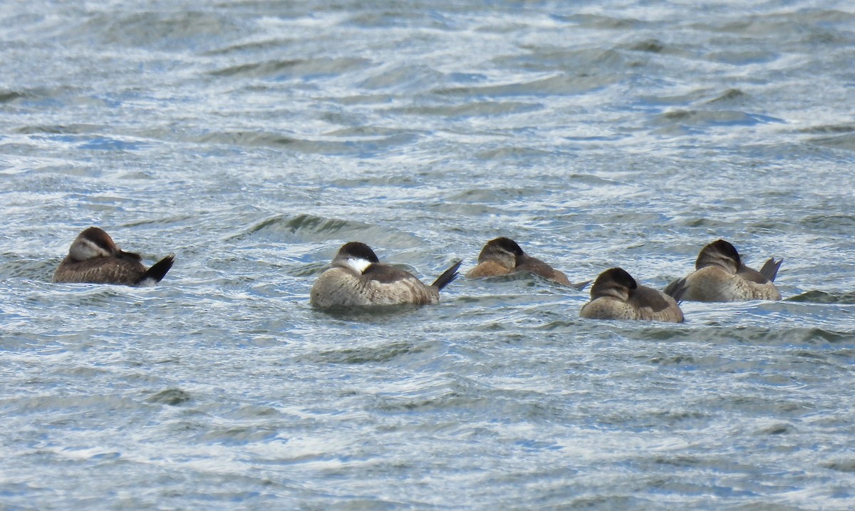 Ahate herdoiltsua - ML647862165