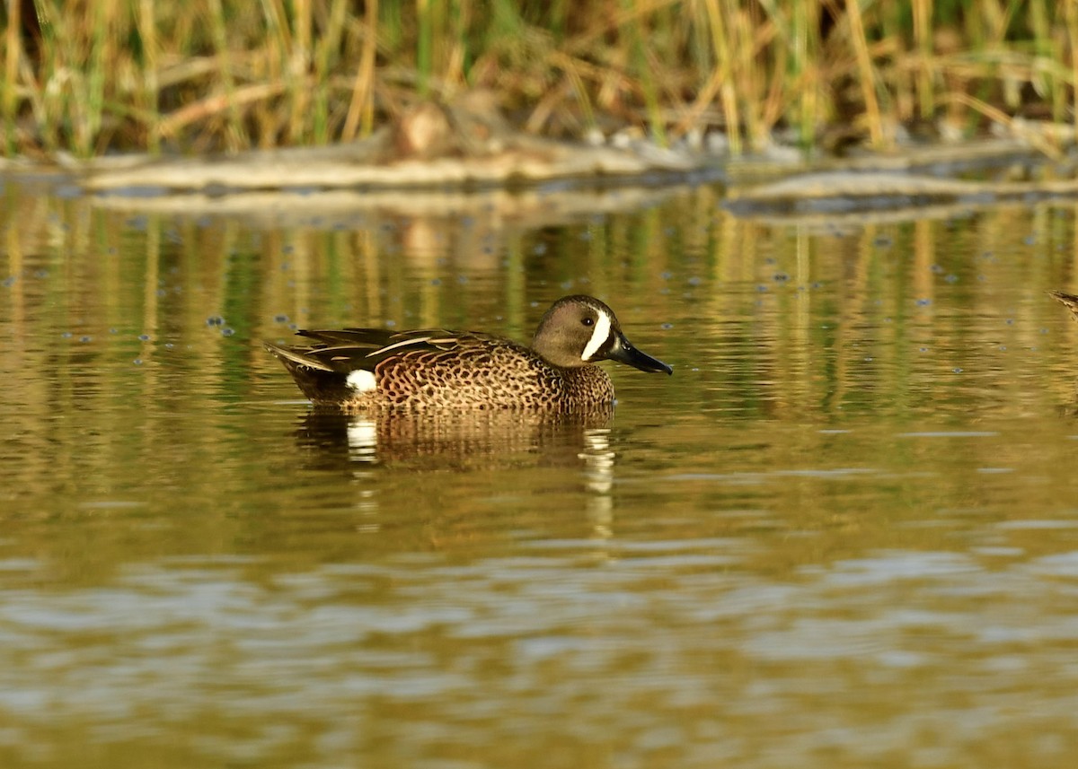 Zertzeta hegalurdina - ML647862168