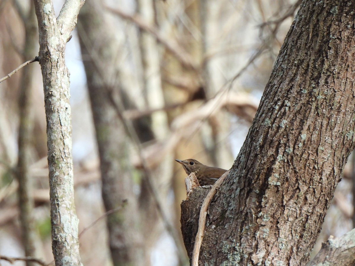 Einsiedler-Musendrossel - ML647862169