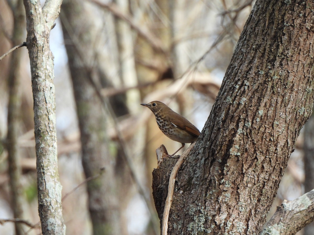 Einsiedler-Musendrossel - ML647862170