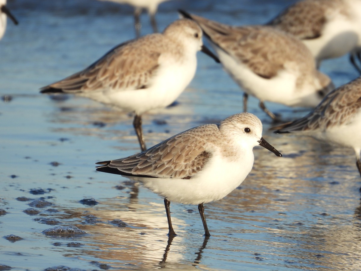 Песчанка - ML647862246
