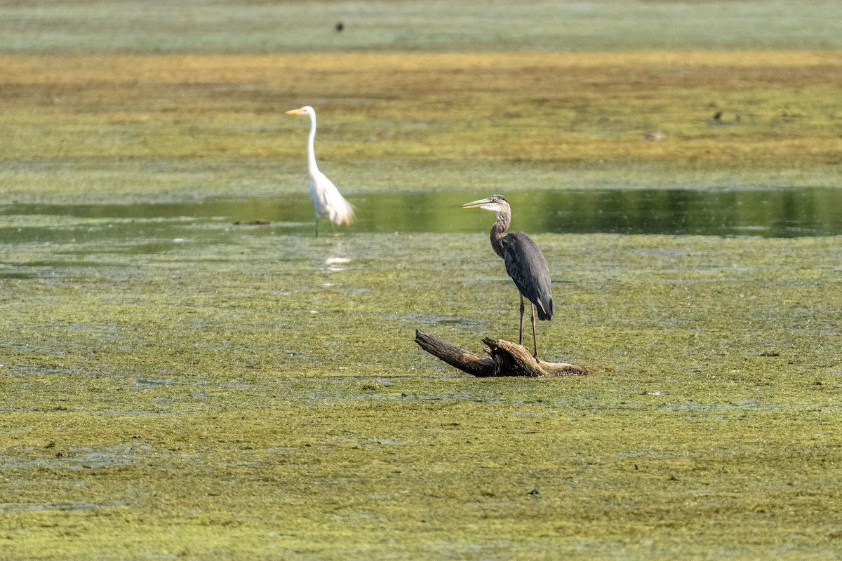 Grand Héron - ML647862257