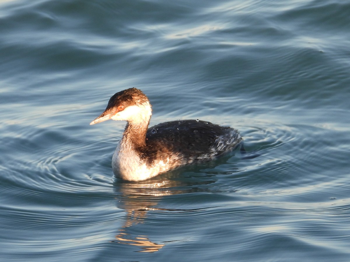 Zampullín Cuellirrojo - ML647862262