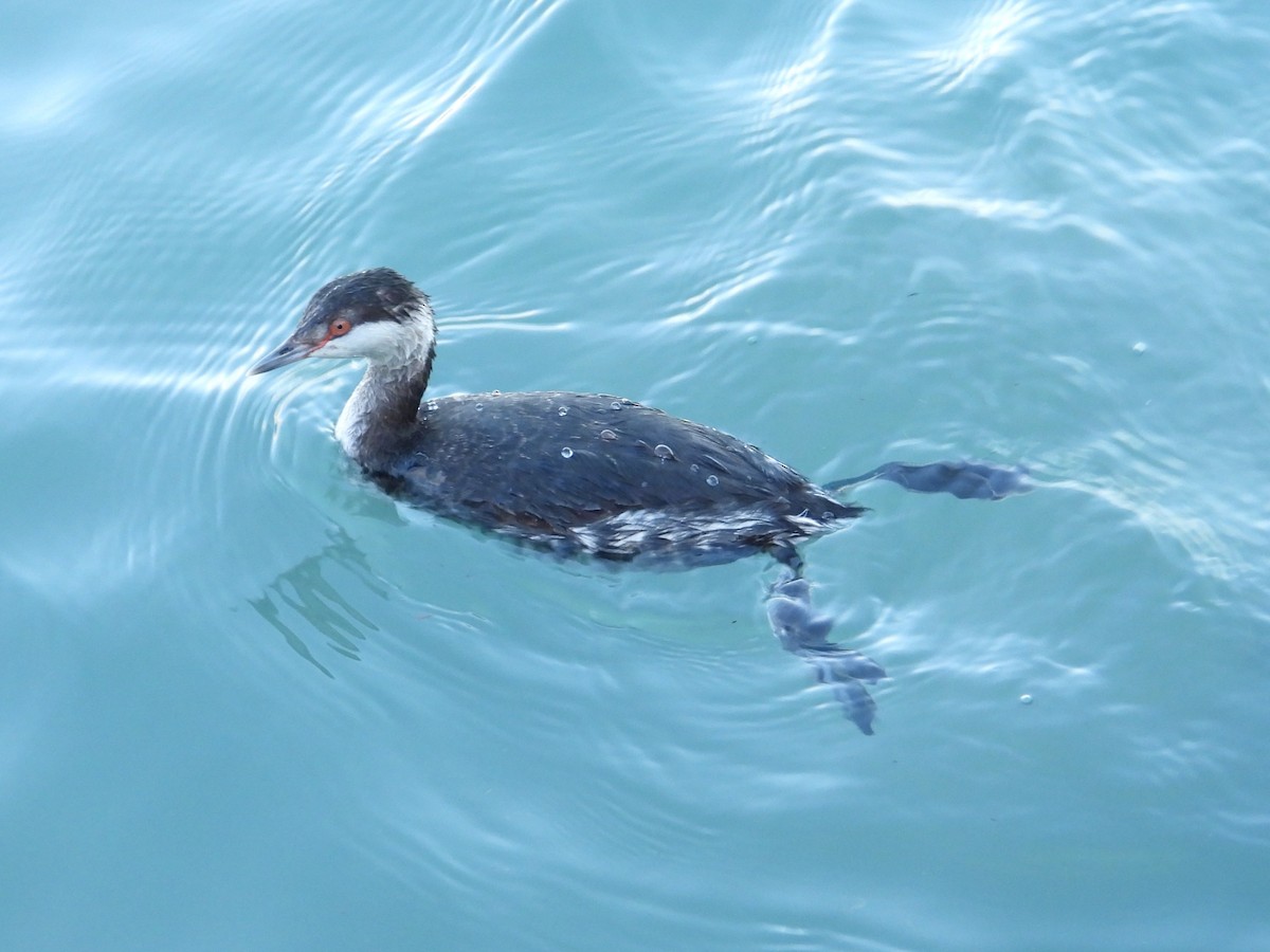 Zampullín Cuellirrojo - ML647862263