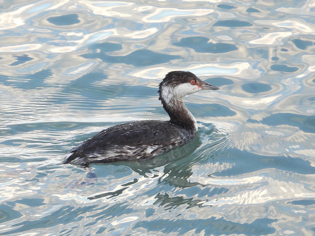 Zampullín Cuellirrojo - ML647862264