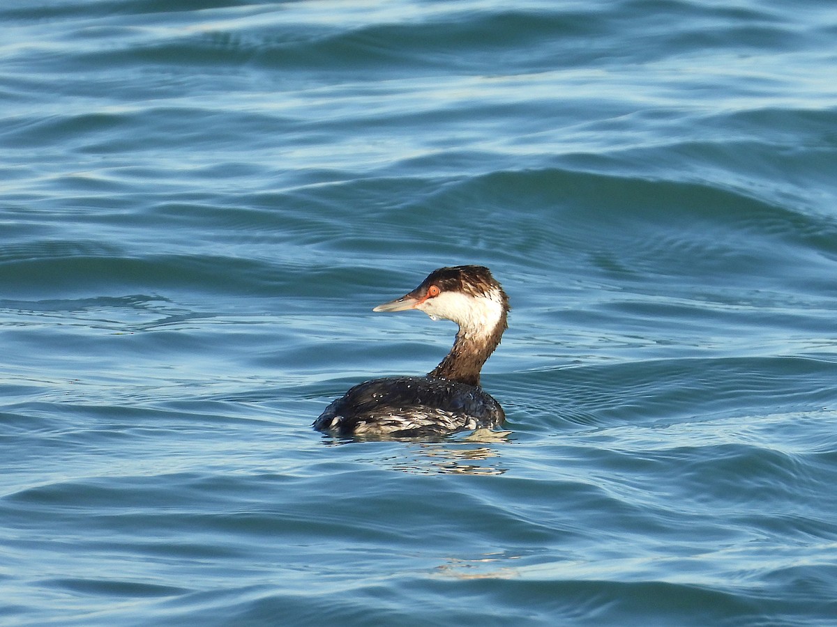 Zampullín Cuellirrojo - ML647862265