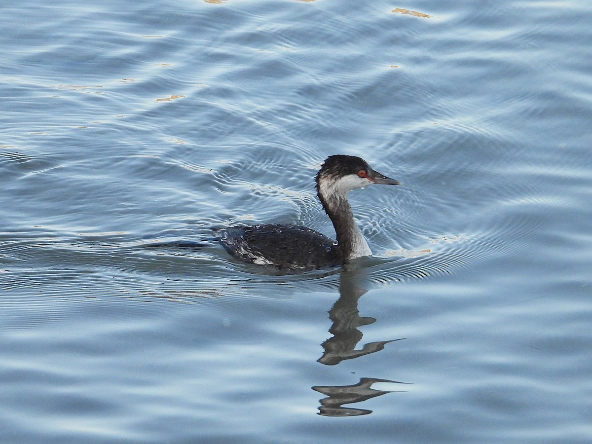 Zampullín Cuellirrojo - ML647862266