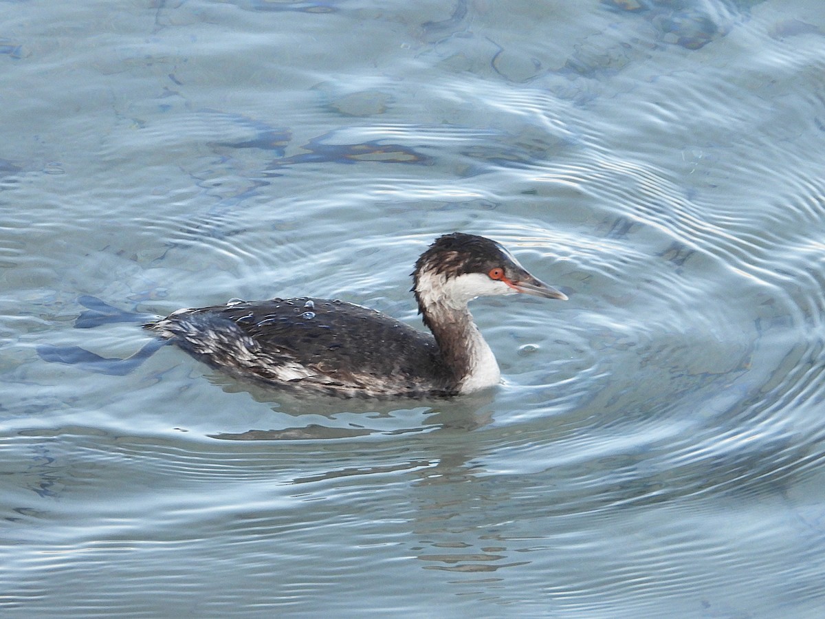 Zampullín Cuellirrojo - ML647862267