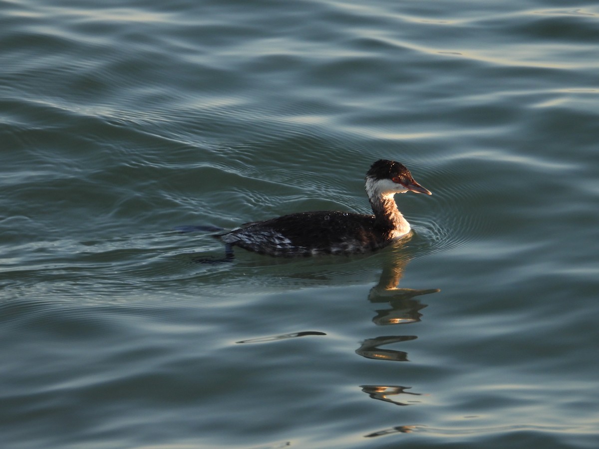 Zampullín Cuellirrojo - ML647862268