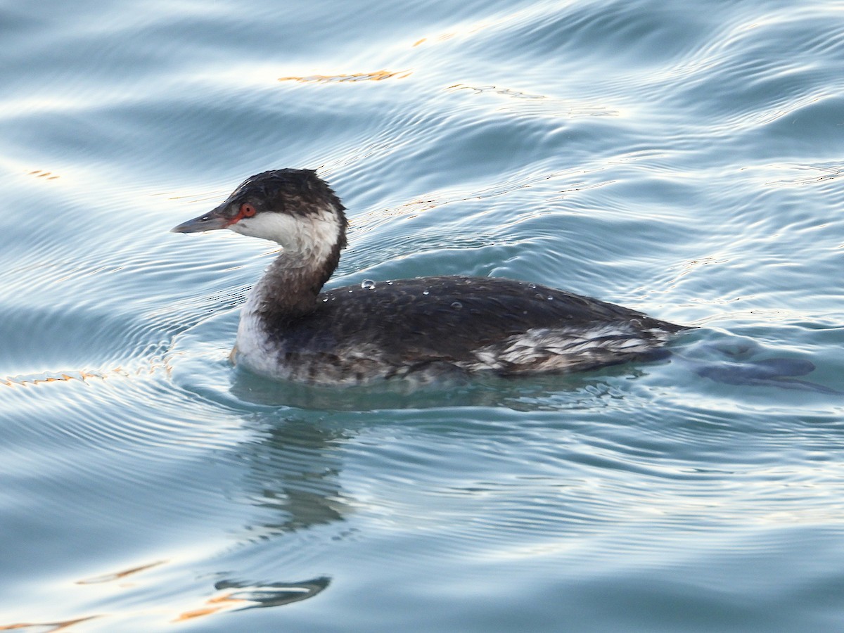Zampullín Cuellirrojo - ML647862270